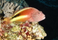   accomplished photo poser Hawkfish its best help photographer get good photo.  